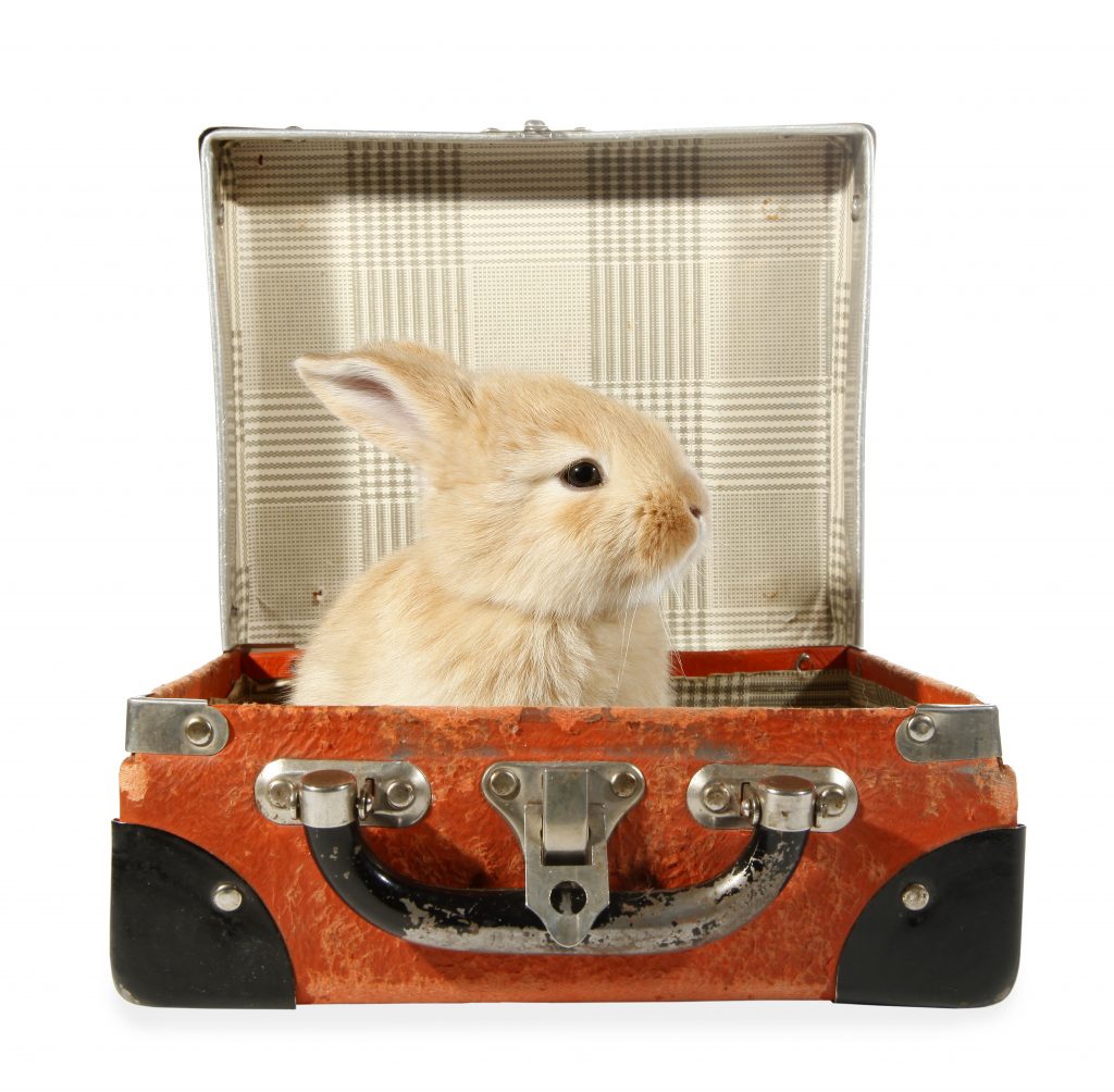 Rabbit baby bunny in old suitcase